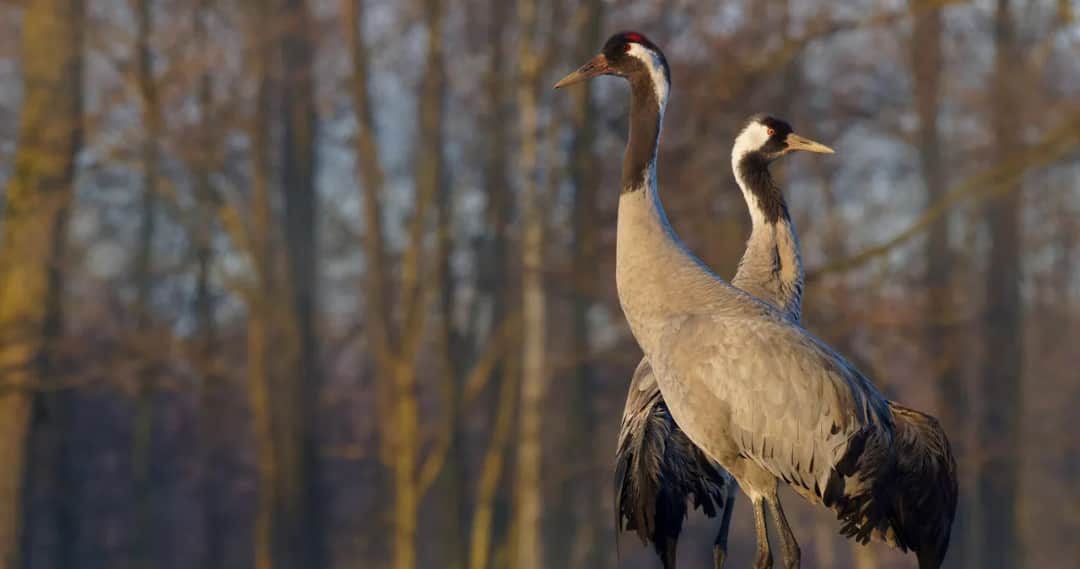 Taniec żurawia co oznacza: odkryj jego głębokie znaczenie kulturowe